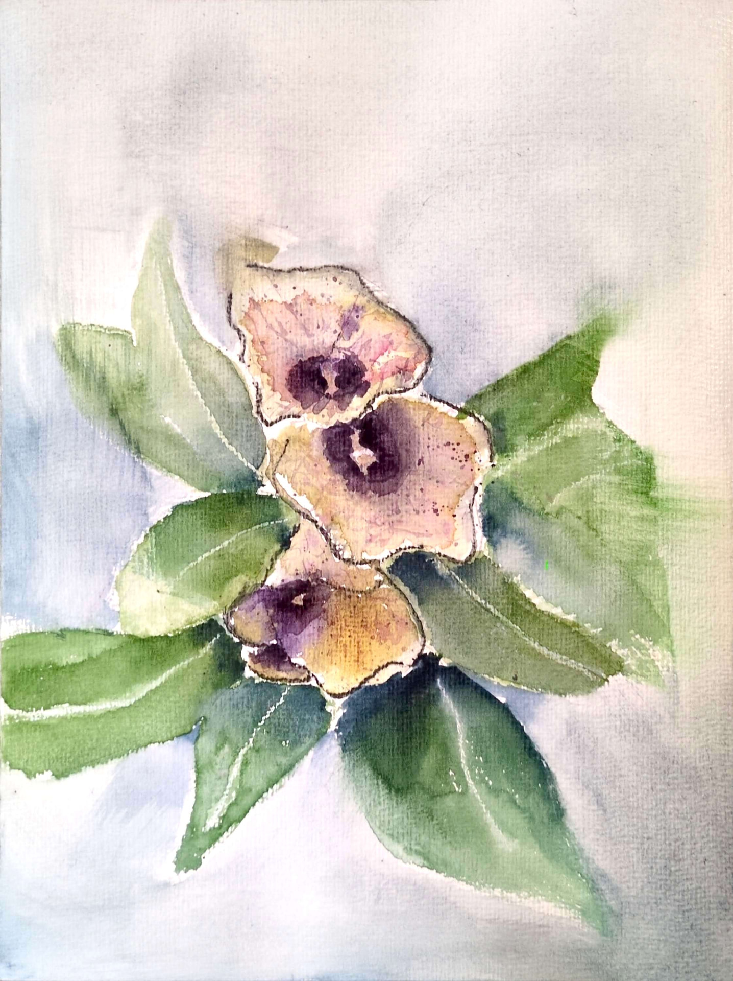 Henbane I